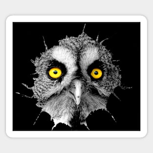 Owl in hole tear out of chest Sticker